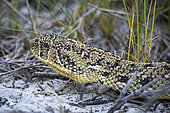 Puff adder (Bitis arietans) snake..Western Cape. South Africa