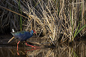 African swamphen (Porphyrio madagascariensis) walking in wetland. Western Cape. South Africa