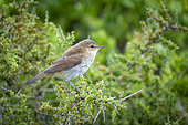 Lesser swamp warbler or Cape reed warbler (Acrocephalus gracilirostris). Western Cape. South Africa