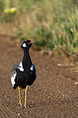Southern black korhaan or black bustard (Afrotis afra) Western Cape. South Africa