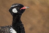 Southern black korhaan or black bustard (Afrotis afra) Western Cape. South Africa