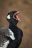 Southern black korhaan or black bustard (Afrotis afra) calling or vocalising (vocalizing) Western Cape. South Africa