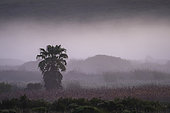 Weaver nests in a palm tree in the misty pre-dawn light. Western Cape. South Africa