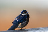 Image Number A1RT50861. Barn swallow (Hirundo rustica). Western Cape. South Africa