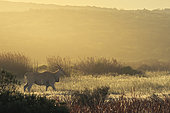 Common eland, southern eland or eland antelope (Taurotragus oryx), walking in the veld at sunrise. Western Cape. South Africa