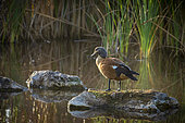South African shelduck or Cape shelduck (Tadorna cana) male. Western Cape. South Africa