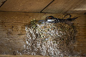 Barn swallow (Hirundo rustica) on mud nest. Western Cape. South Africa