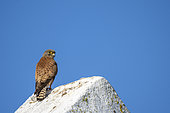 Rock kestrel (Falco rupicolus) perched on a wall. Western Cape. South Africa