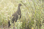 Cape spurfowl or Cape francolin (Pternistis capensis) in the early morning mist. Western Cape. South Africa