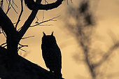 Spotted eagle-owl, African spotted eagle-owl or African eagle-owl (Bubo africanus) in silhouette. Western Cape. South Africa