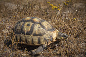 Angulate tortoise (Chersina angulata). Western Cape. South Africa