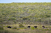 Ostrich (Struthio camelus) flock in veld. Abrahamskraal. Western Cape. South Africa