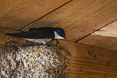 Barn swallow (Hirundo rustica) on mud nest. Western Cape. South Africa