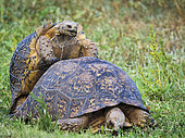 Leopard tortoise (Stigmochelys pardalis) mating. Eastern Cape. South Africa