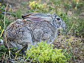 Scrub hare (Lepus saxatilis). Eastern Cape. South Africa