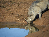 Common warthog (Phacochoerus africanus) with large tusks. Eastern Cape. South Africa