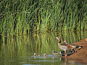 Egyptian goose (Alopochen aegyptiaca) family at the edge of a waterhole, goslings swimming in the water. Eastern Cape. South Africa