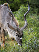 Greater kudu (Tragelaphus strepsiceros) male feeding. Eastern Cape. South Africa
