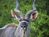 Greater kudu (Tragelaphus strepsiceros) male Eastern Cape. South Africa