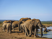 African bush elephant (Loxodonta africana) drinking at a waterhole. Eastern Cape. South Africa