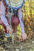 Femme coupant les rejets au pied d'un prunier, en hiver.