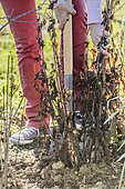 Woman pulling up a dahlia stump in winter.
