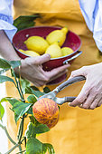 Woman harvesting a variegated orange, the so-called 'Vatican orange' variety