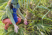 Woman cleaning the foot of a Chinese Palm (Trachycarpus), in late winter.