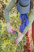 Woman cleaning a Phlomis in late winter.