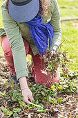 Weeding of strawberry plants at the end of winter.