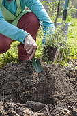 Planting an oregano on a mound of earth in poorly drained soil