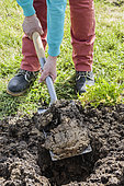 Digging a hole in poorly drained soil: decompact the soil before planting in very clayey and sticky soil.