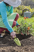 Woman planting a bedding flower African daisy (Arctotis sp) with a basin to retain rainwater.