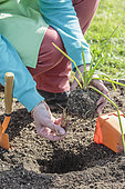 Woman untangling the roots of a Kniphofia seedling in a pot for better growth.