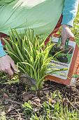 Woman applying organic fertilizer ( crushed horn) to a clump of daylilies in spring.