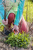 Woman cleaning a clump of goldenrod (Solidago sp) in spring: old stems from last year are removed.