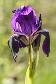 Two-flowered Iris (Iris bicapitata) flower in April, Tarn et Garonne, France