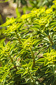 Spurge of Margadiles islet (Euphorbia margalidiana) Balearic subshrub euphorbia, grown in Tarn-et-Garonne, France