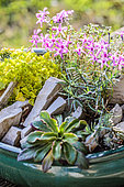 Realization of a mini garden of crevice garden in pot, in step by step. mini-rocks several weeks after planting.