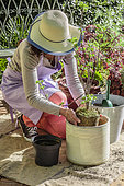 Woman planting a redcurrant in a pot on a terrace: setting up the tree.