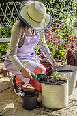 Woman planting a red currant in a pot on a terrace: fill the pot with substrate.