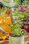 Woman giving organic fertilizer to a currant tree grown in a pot.