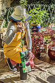 Woman inspecting a newly purchased columnar apple tree.