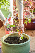 Woman pruning a young fruit tree, an apple tree, grown in a pot.