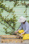 Woman setting up a mini vegetable garden on a terrace step by step.