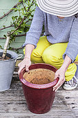 Woman planting a young peach tree in a pot on a terrace in step-by-step. Choice of pot.