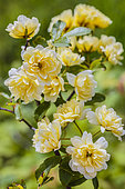 Banks' Rose flowers, Rosa banksiae 'Lutea Plena', yellow climber, in May.