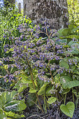 Consoude de Turquie, Trachystemon orientalis