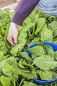 Harvesting young chard leaves in late winter.
