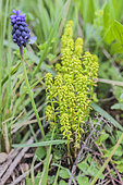 Cypress spurge (Euphorbia cyparissias) deformed by the fungus Uromyces pisi-sativi: the plant no longer flowers and emits aromatic compounds that attract flies, which disseminate the spores of the parasite.